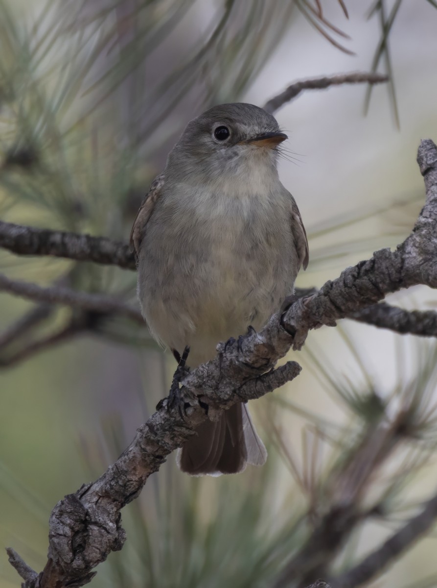 Gray Flycatcher - ML618947183