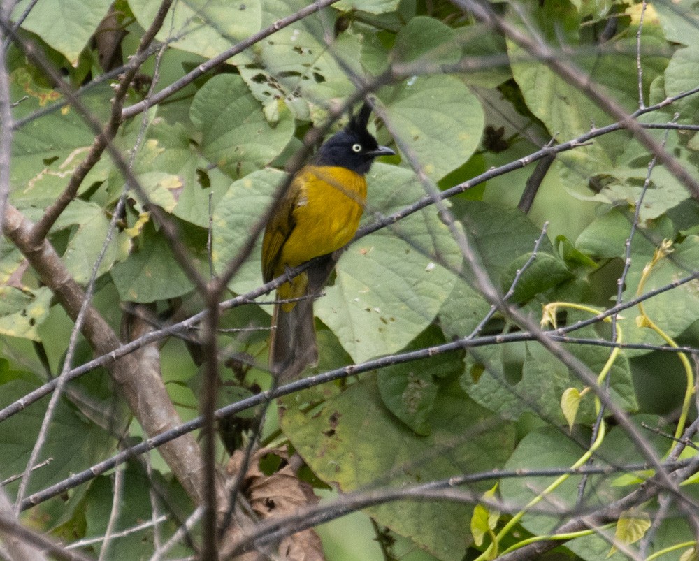 Black-crested Bulbul - Lindy Fung