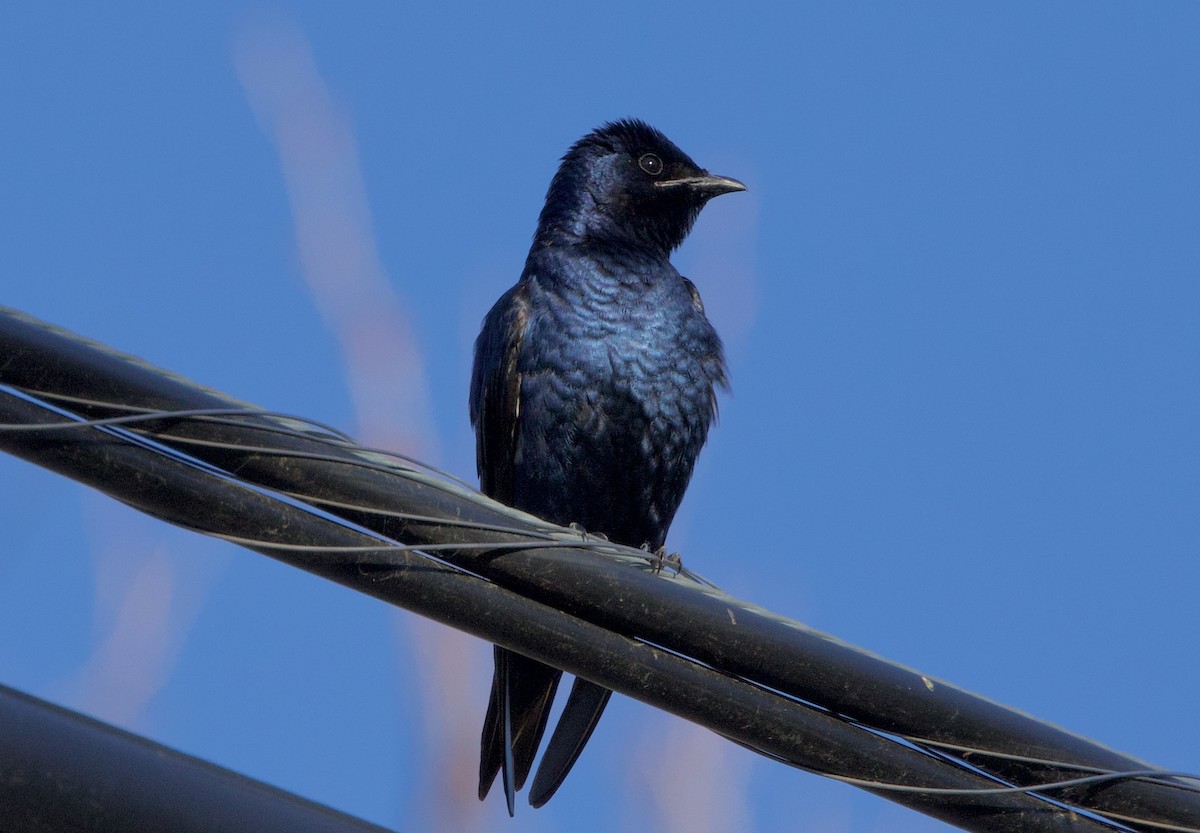 Purple Martin - Pair of Wing-Nuts