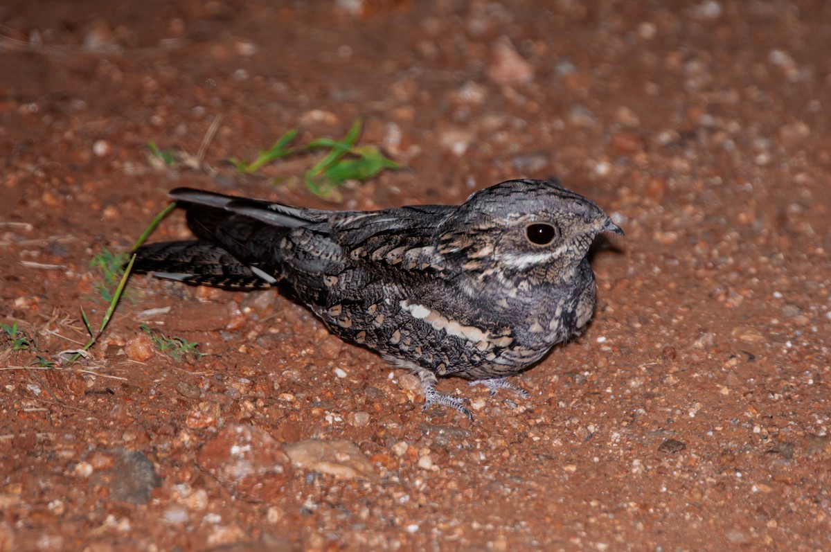 Rufous-cheeked Nightjar - ML618947216