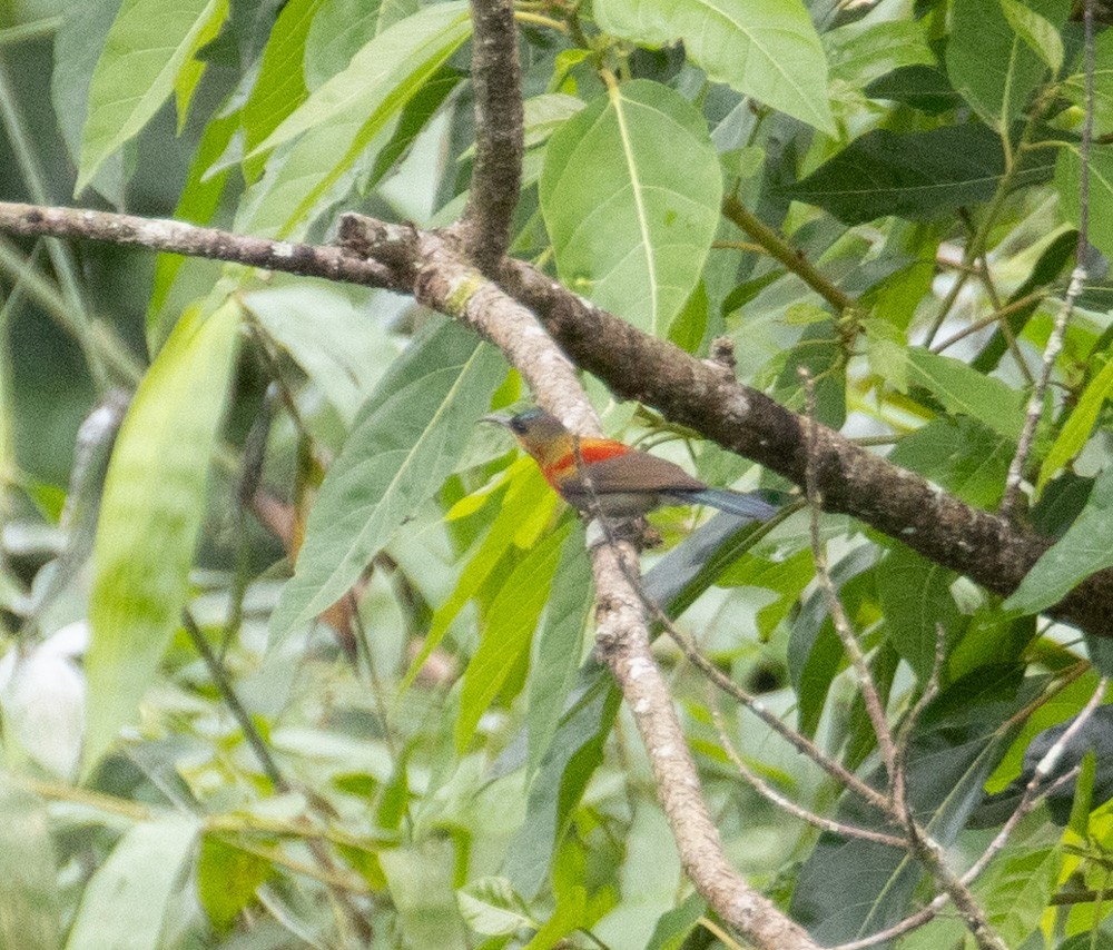 tanımsız nektarkuşu (Nectariniidae sp.) - ML618947249