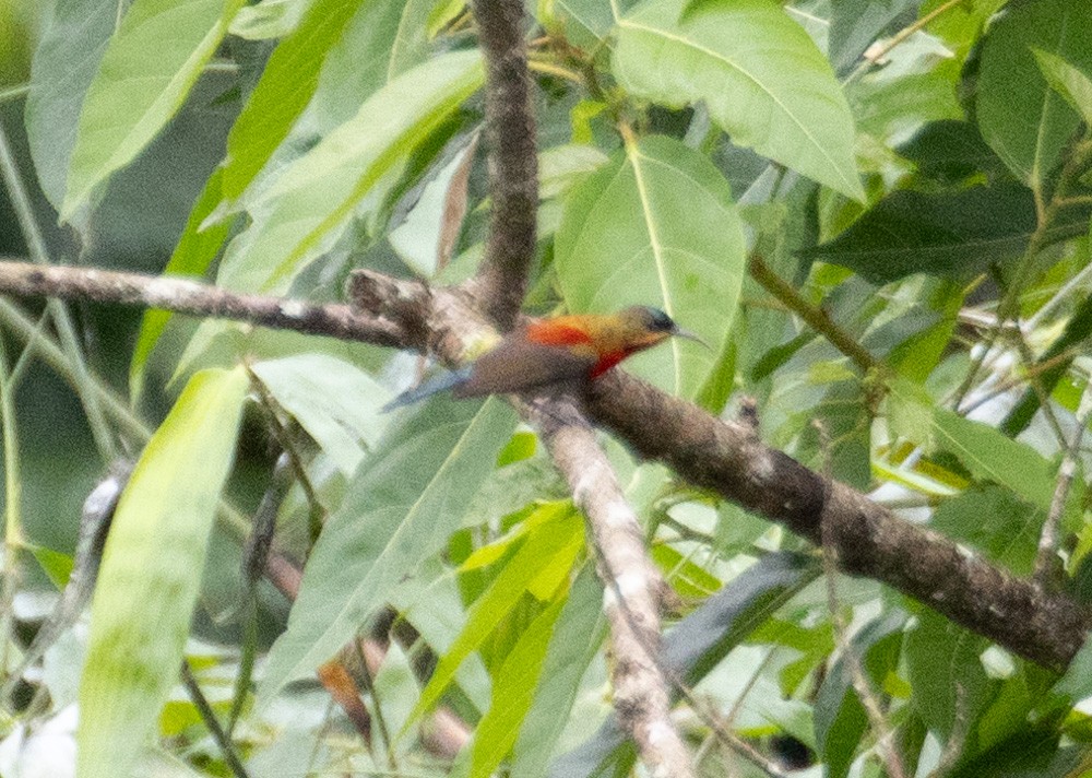 tanımsız nektarkuşu (Nectariniidae sp.) - ML618947251
