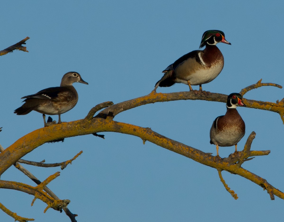 Wood Duck - Pair of Wing-Nuts