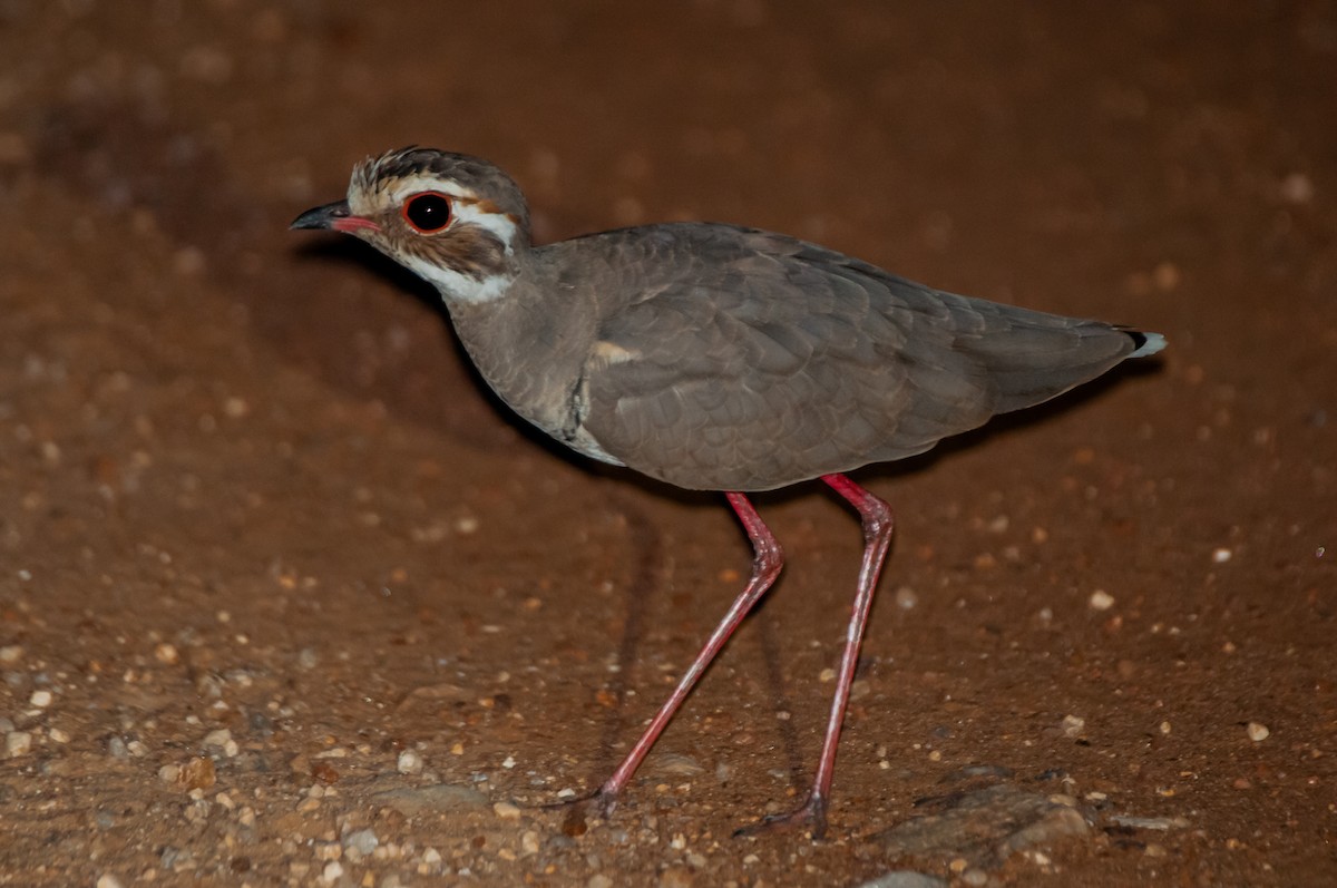 Bronze-winged Courser - Dominic More O’Ferrall