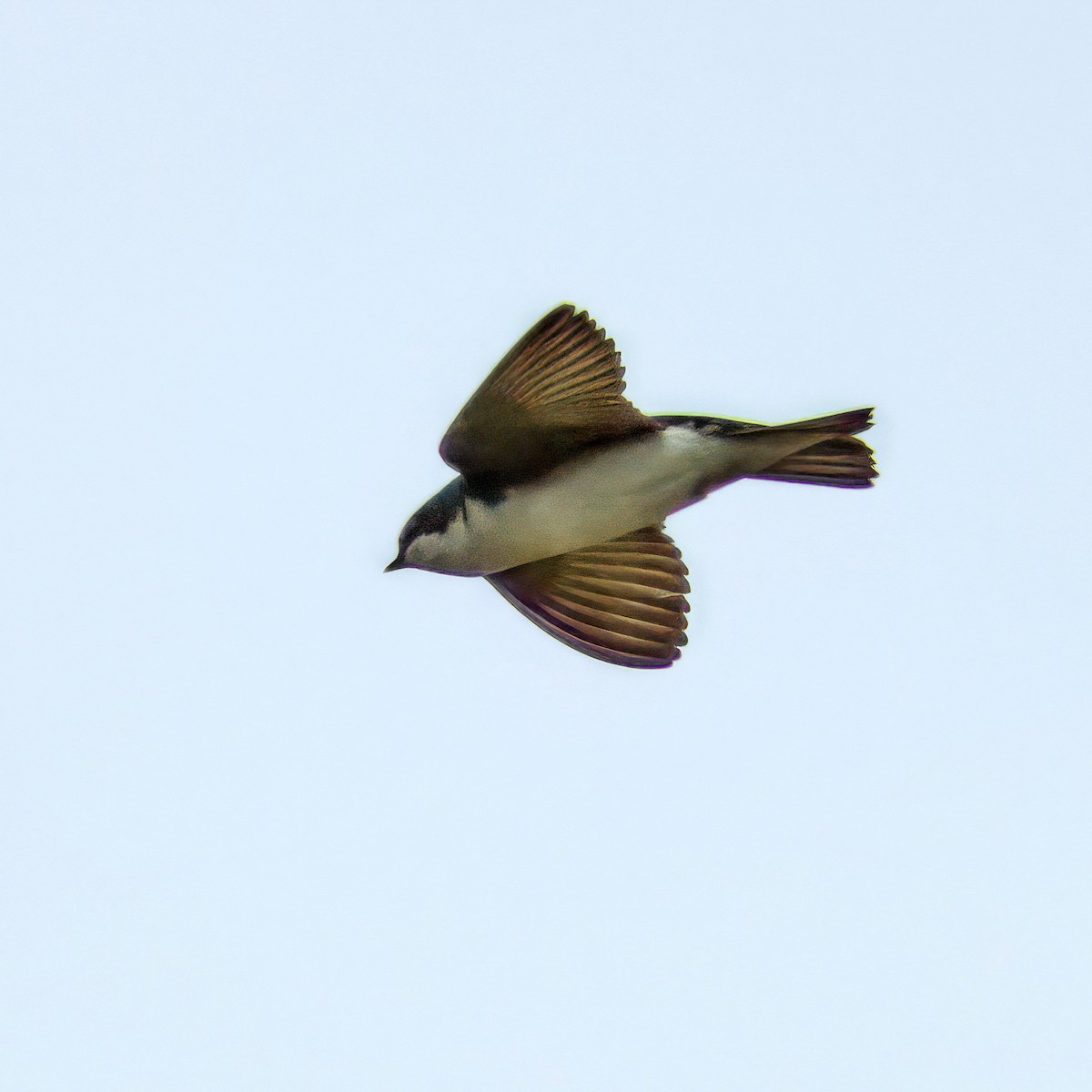 Tree Swallow - Thomas Burns