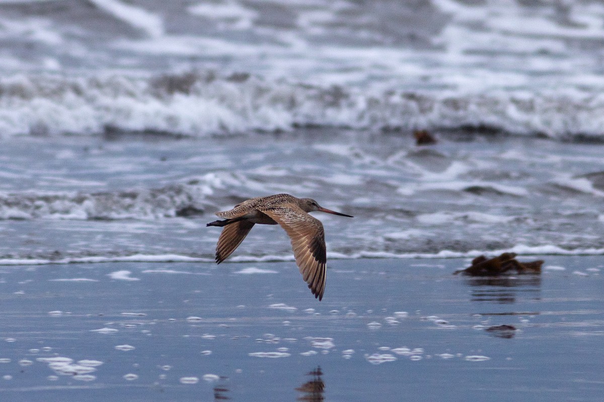 Marbled Godwit - Justin Saunders