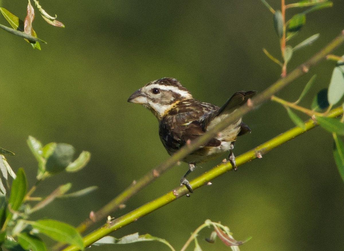 Black-headed Grosbeak - Pair of Wing-Nuts