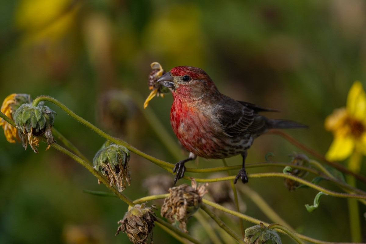 House Finch - Aditya Rao