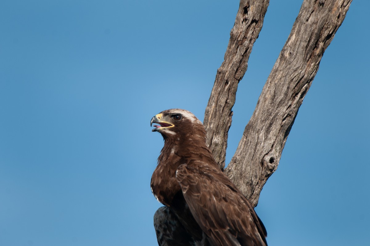 Wahlberg's Eagle - Dominic More O’Ferrall