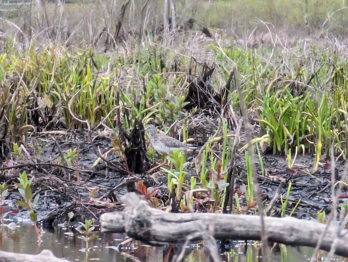 Lesser Yellowlegs - ML618947294