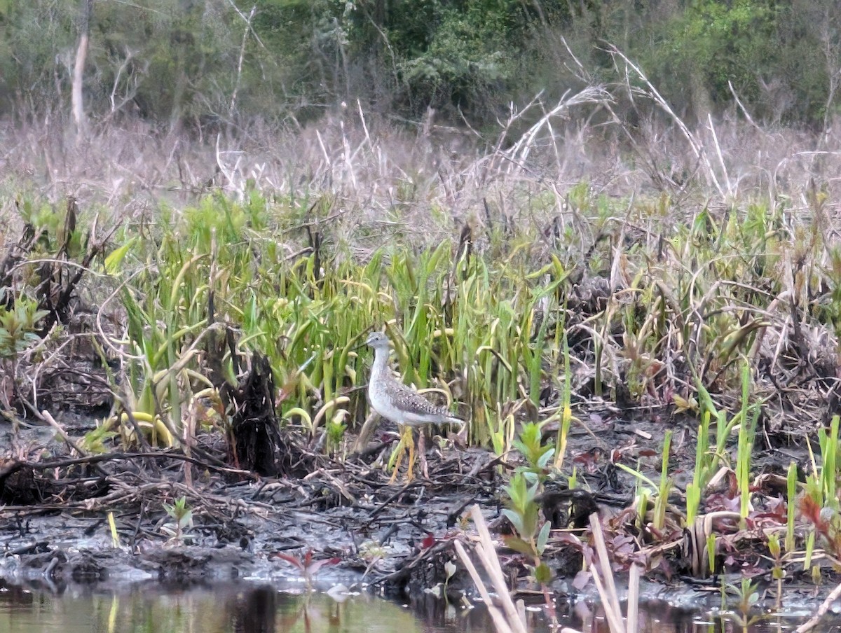 Lesser Yellowlegs - ML618947295