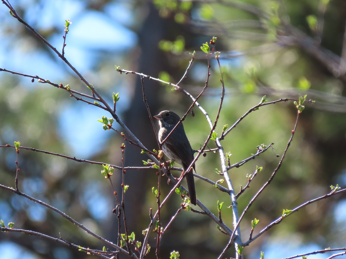 Fox Sparrow - ML618947297