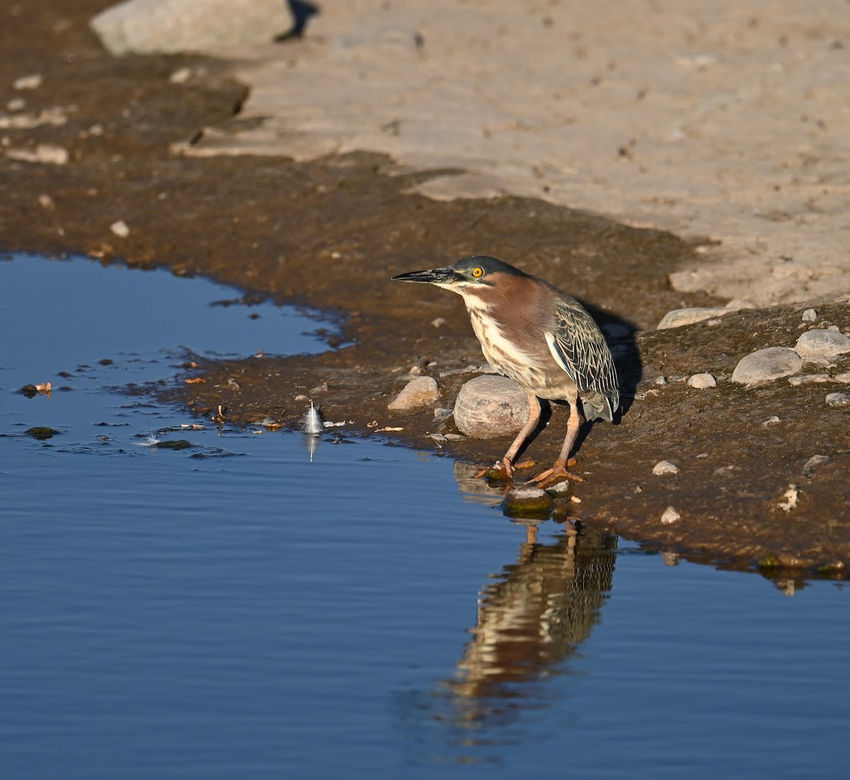 Green Heron - Ronnie Reed