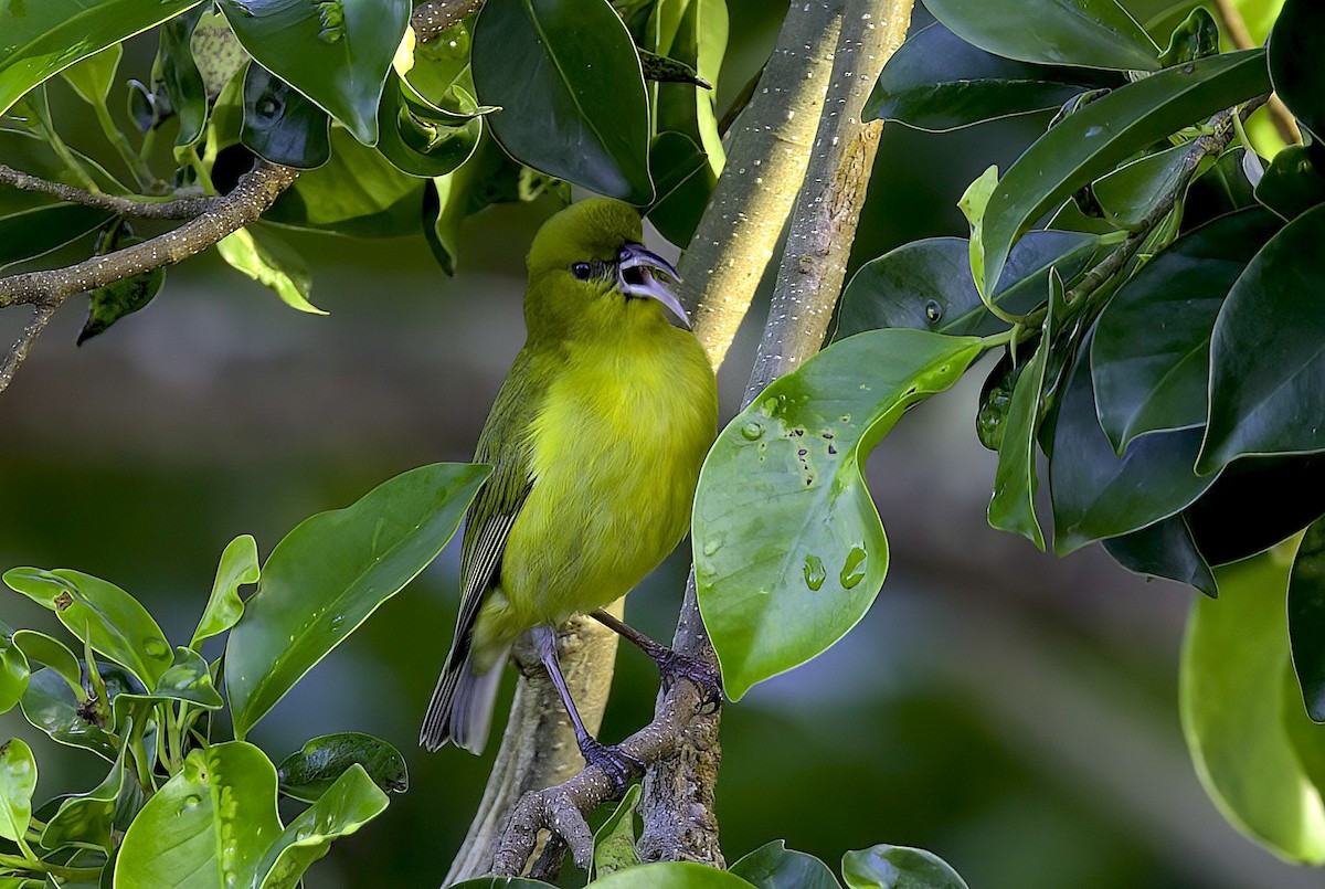 Oahu-Amakihikleidervogel - ML618947343