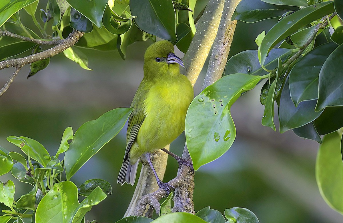 Oahu-Amakihikleidervogel - ML618947344