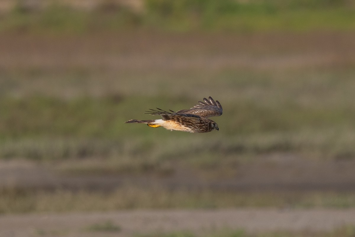 Northern Harrier - Aditya Rao