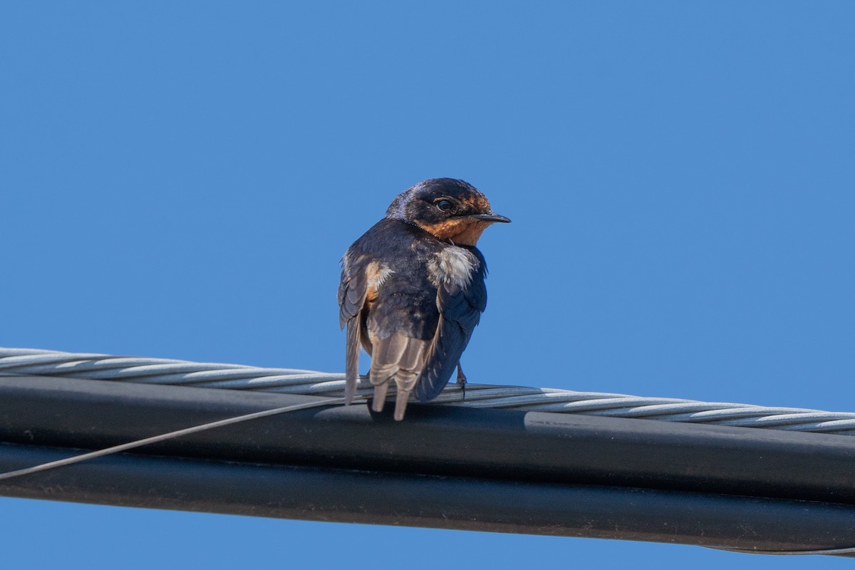 Barn Swallow - Patrick Pastore