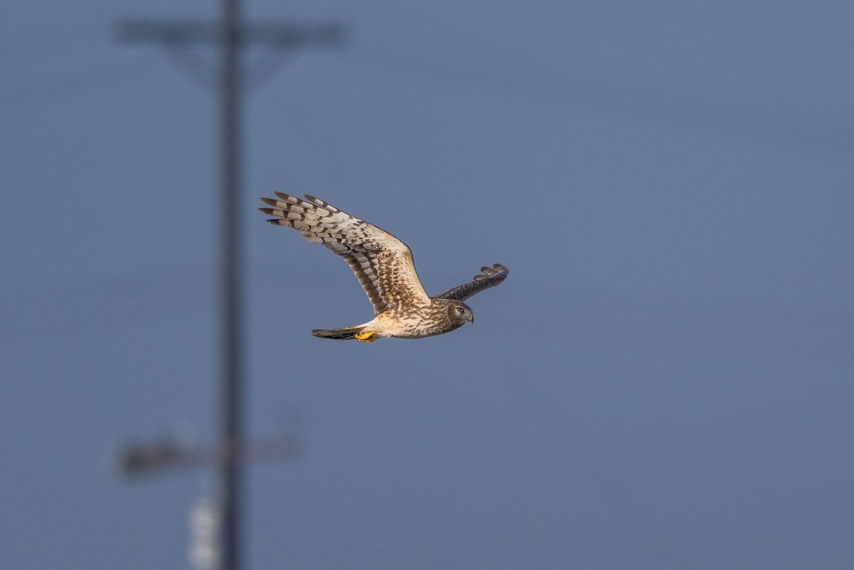 Northern Harrier - Aditya Rao