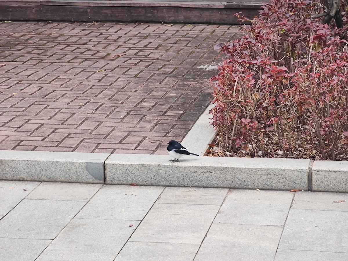 Oriental Magpie-Robin - Pete Lee