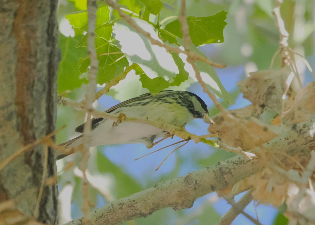 Blackpoll Warbler - Paul Linton