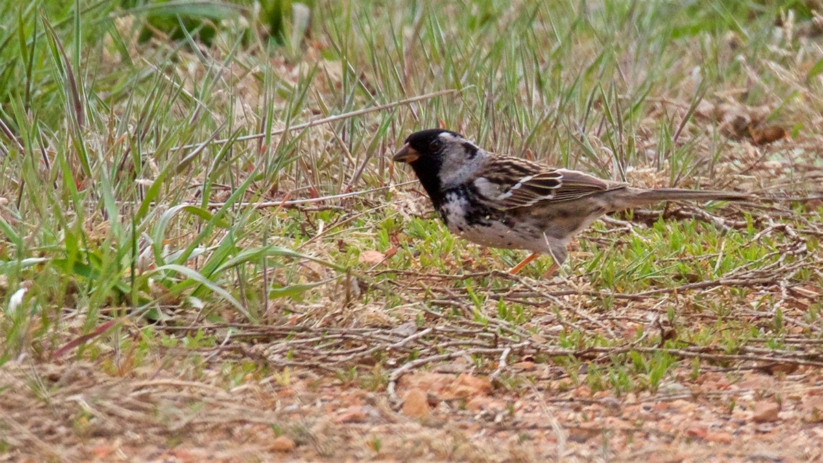 Harris's Sparrow - ML618947384