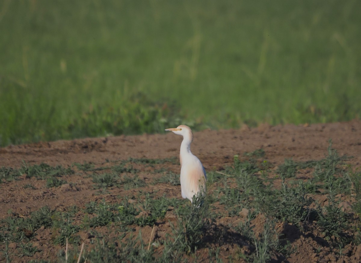 Western Cattle Egret - Paul Linton