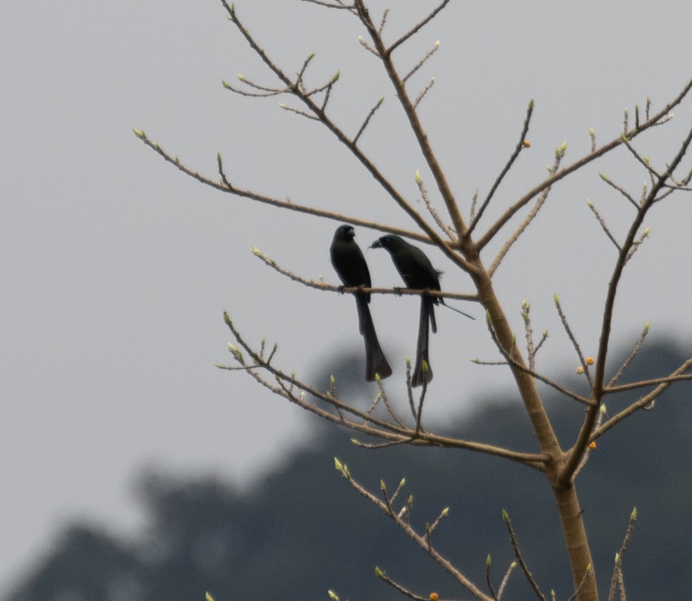 Racket-tailed Treepie - Lindy Fung