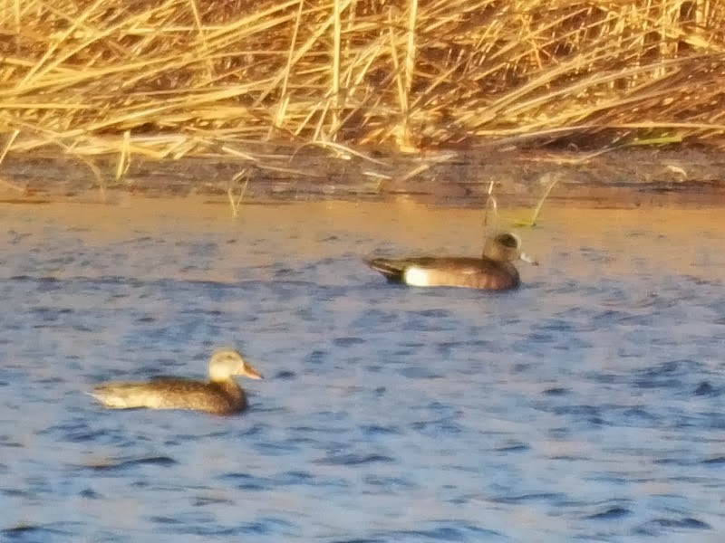 American Wigeon - ML618947414