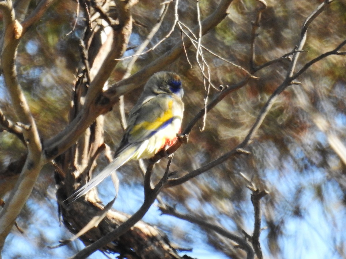 Greater Bluebonnet (Yellow-vented) - Trevor Ross