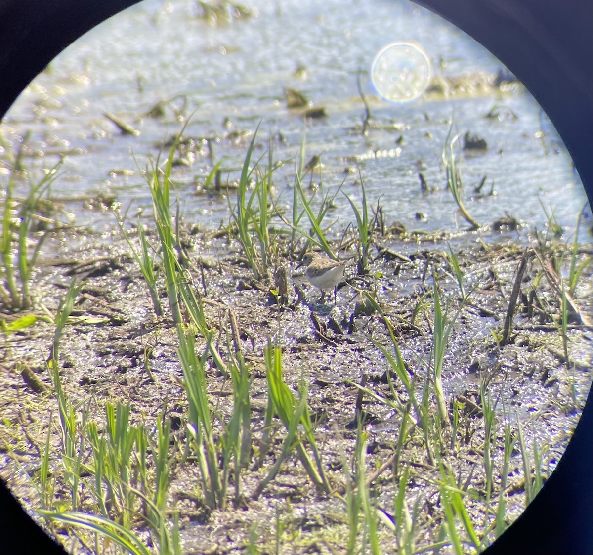 Temminck's Stint - ML618947432