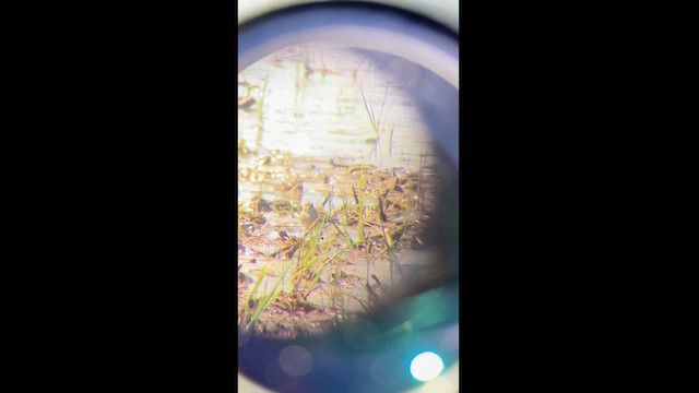 Temminck's Stint - ML618947434