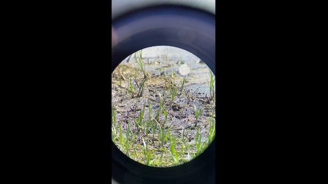 Temminck's Stint - ML618947435