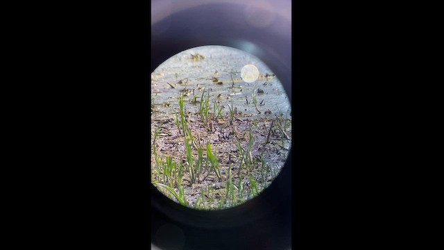 Temminck's Stint - ML618947438