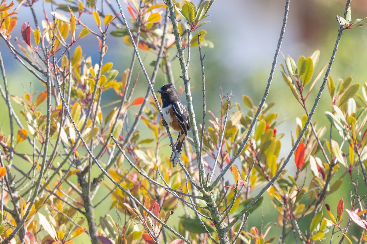 Spotted Towhee - Aditya Rao