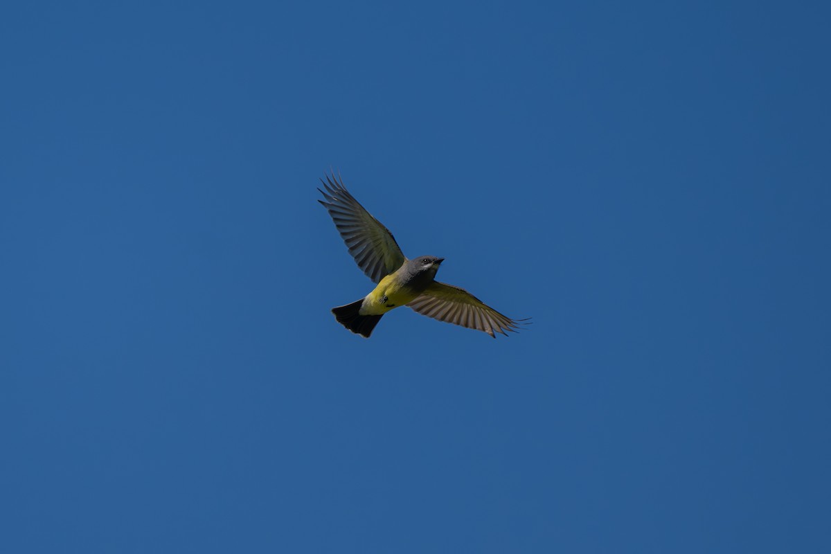 Cassin's Kingbird - Aditya Rao