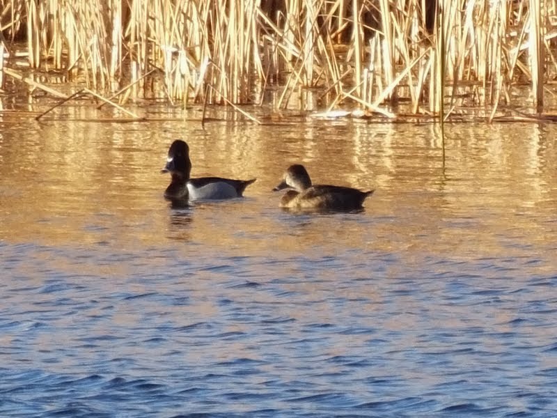 Ring-necked Duck - Jon Becknell