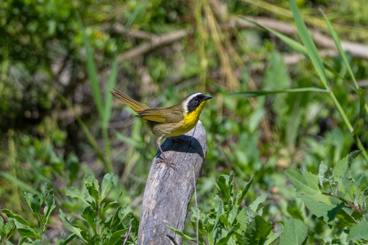 Common Yellowthroat - ML618947468