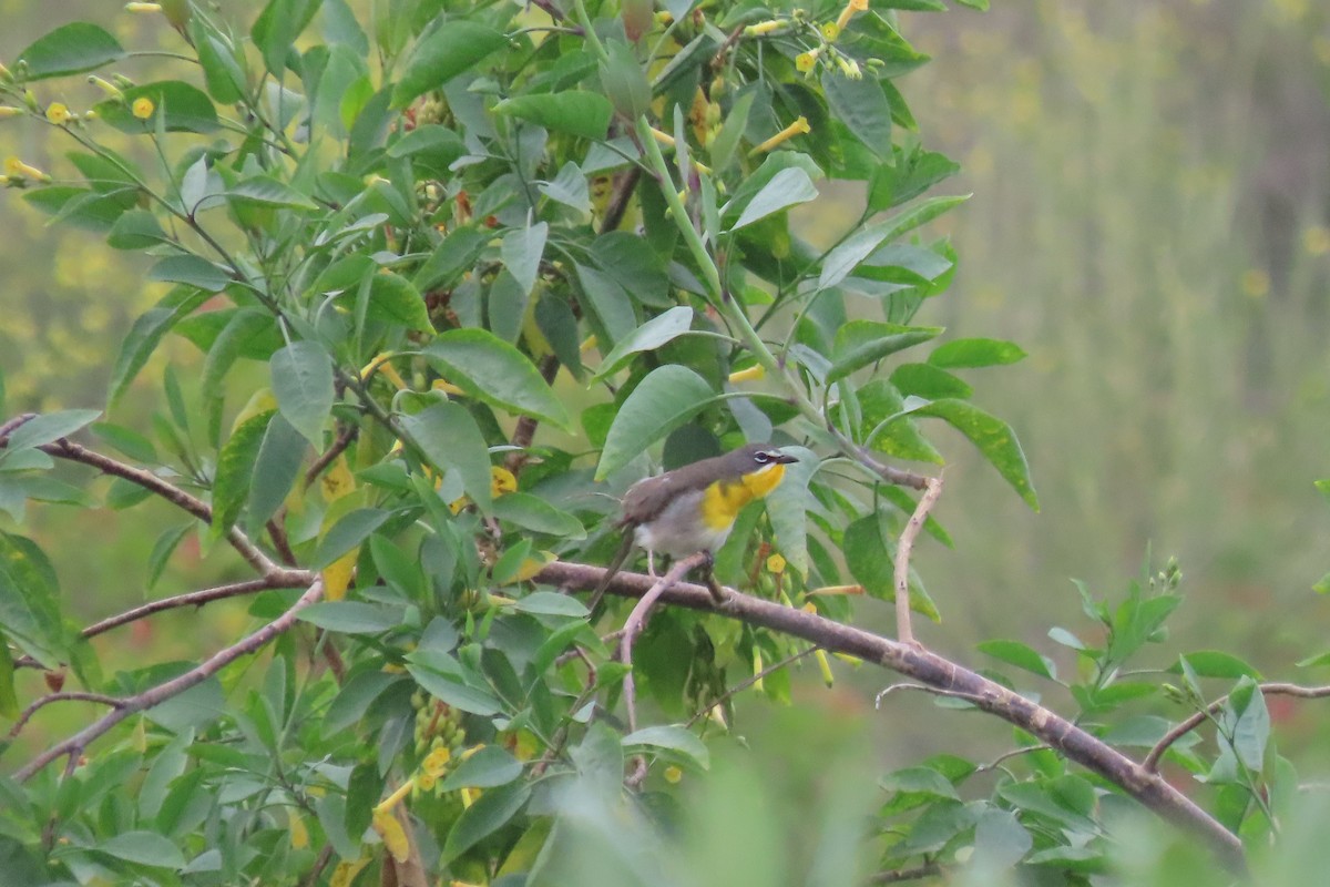 Yellow-breasted Chat - Becky Turley