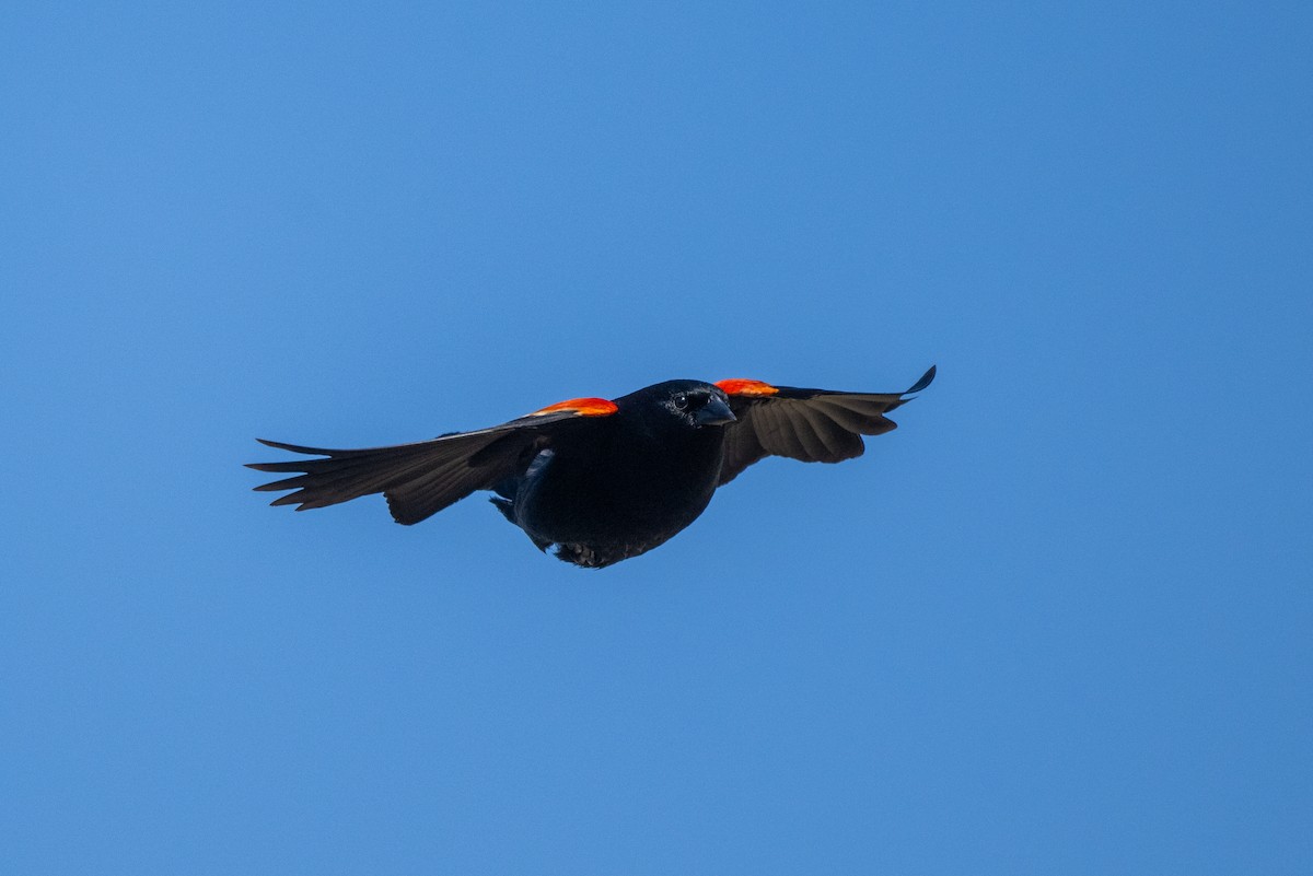 Red-winged Blackbird - Aditya Rao