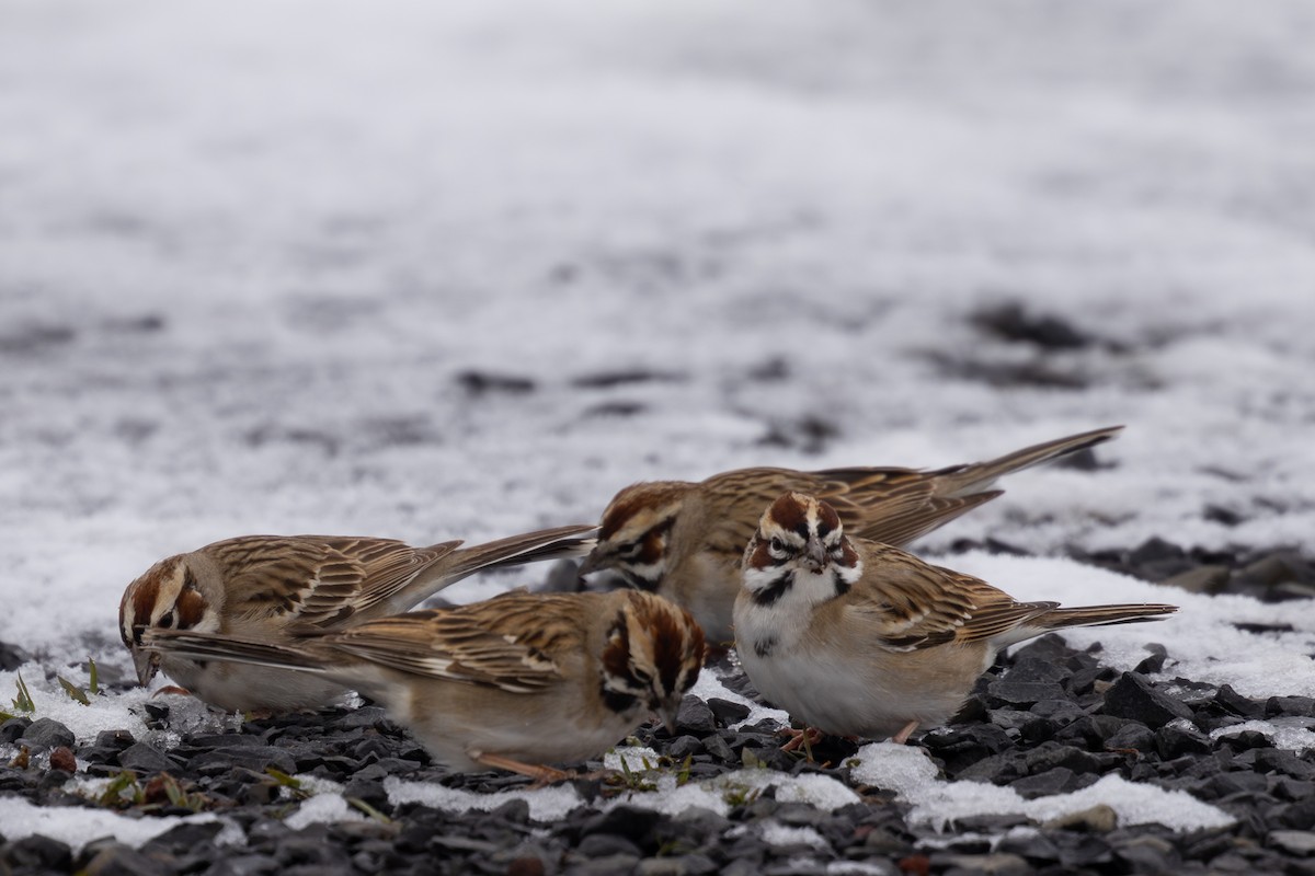 Lark Sparrow - Roger Kohn