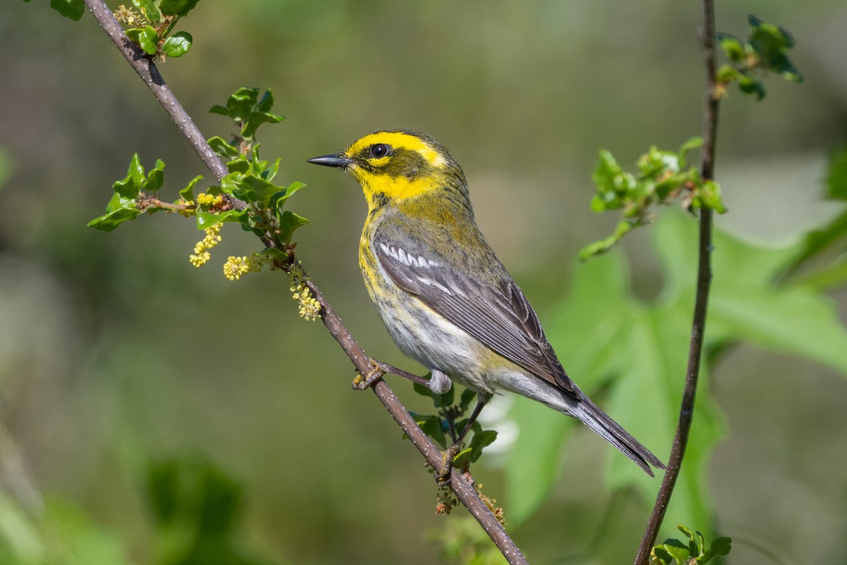 Townsend's Warbler - ML618947518