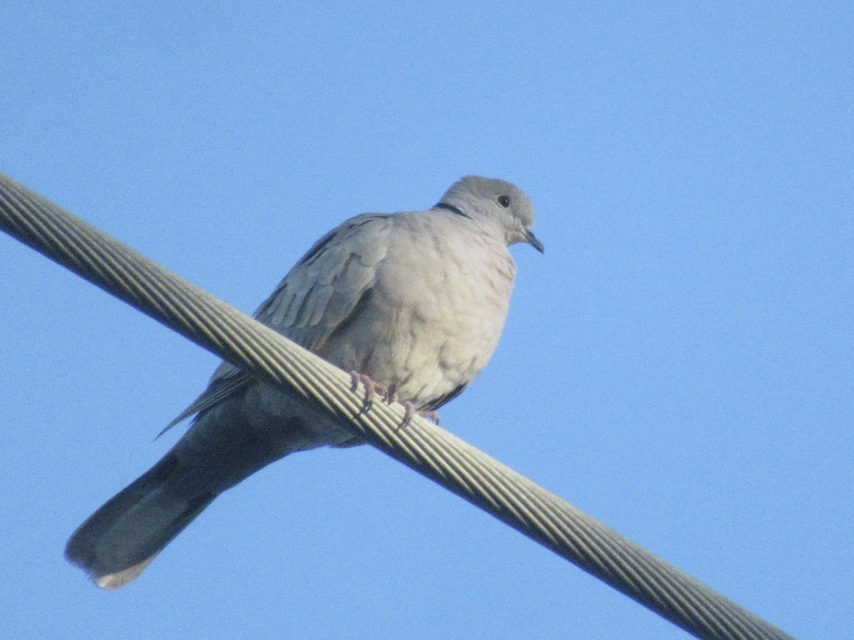 Eurasian Collared-Dove - Adam Burnett