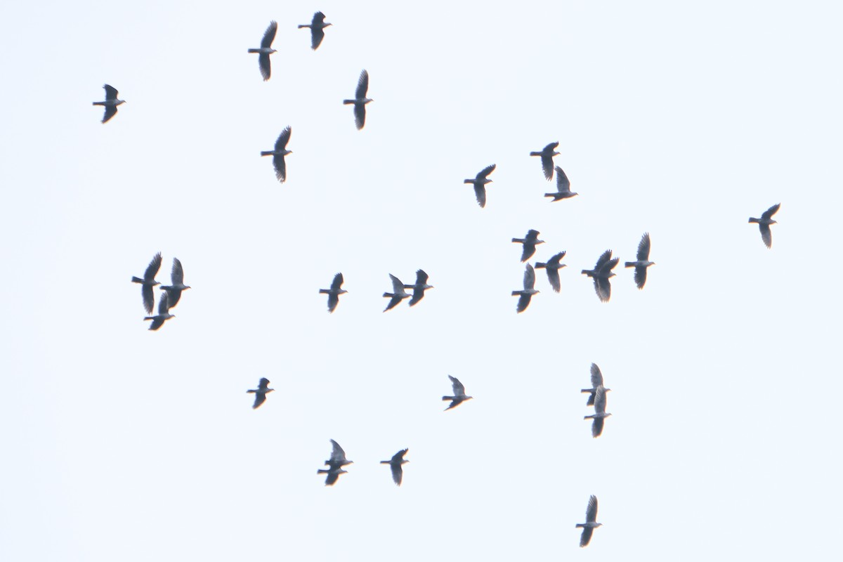 holub šupinkatý - ML618947530