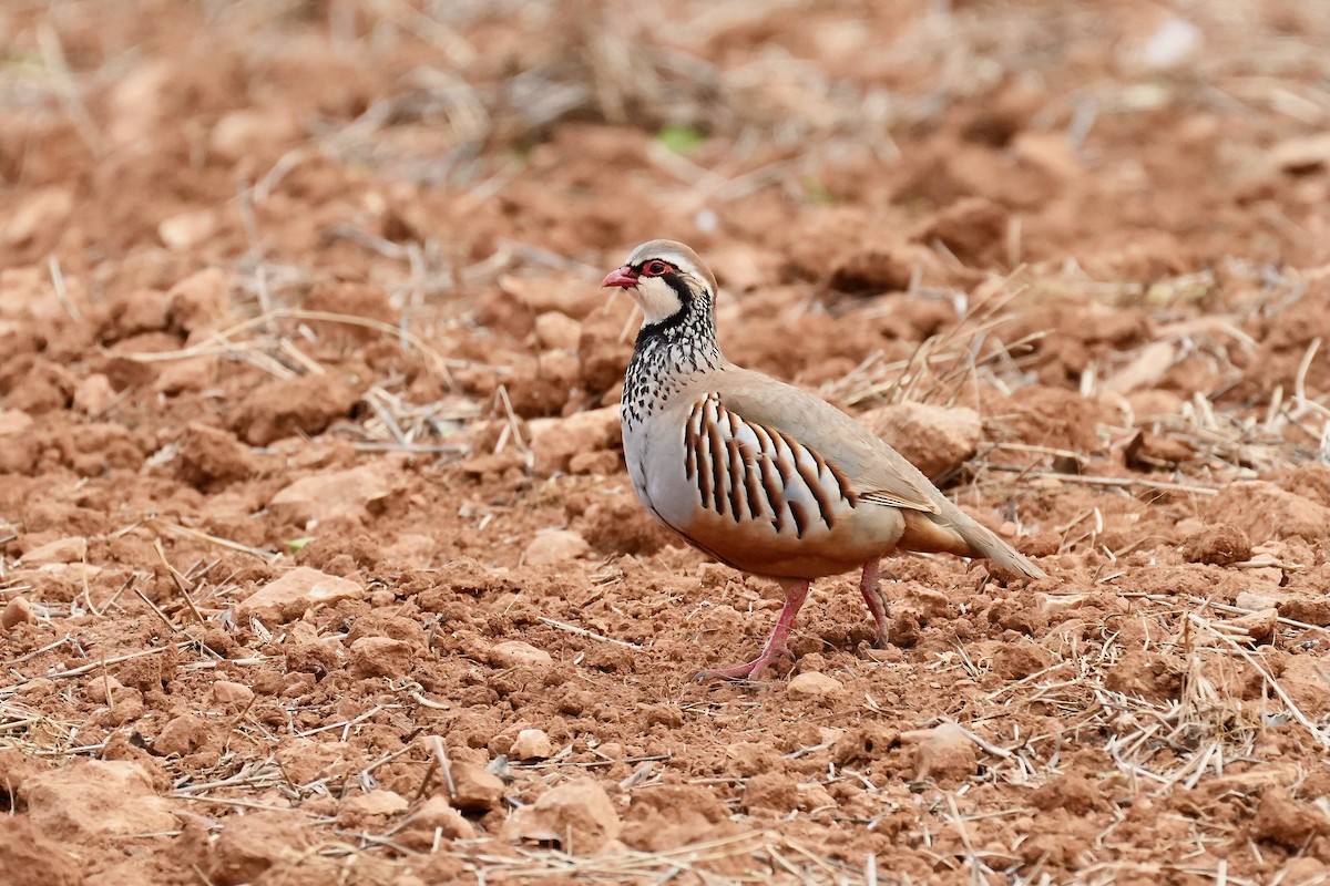 Red-legged Partridge - ML618947545