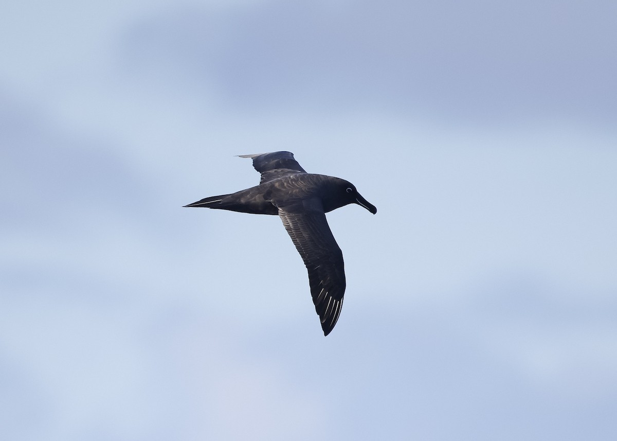 Sooty Albatross - ML618947547