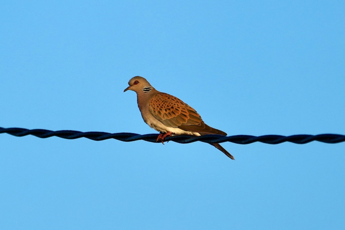 European Turtle-Dove - Anonymous