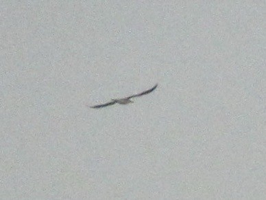 Caspian Tern - Adam Burnett