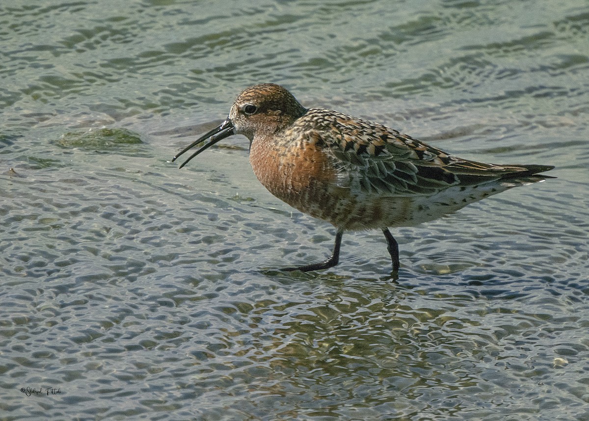 Curlew Sandpiper - ML618947558