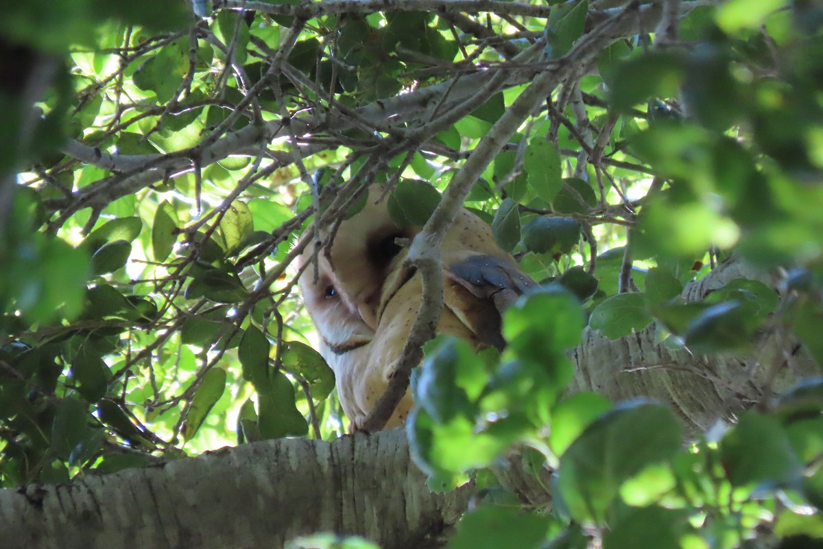 Barn Owl - ML618947599