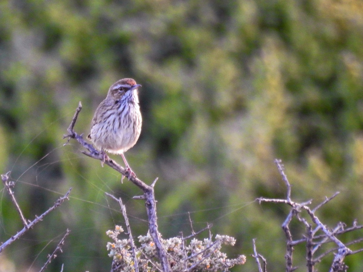 Rufous Fieldwren - Trevor Ross